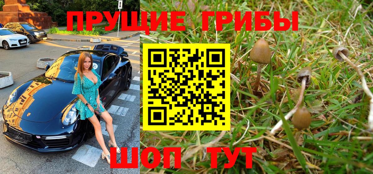 Псилоцибиновые грибы Psilocybe Дербент